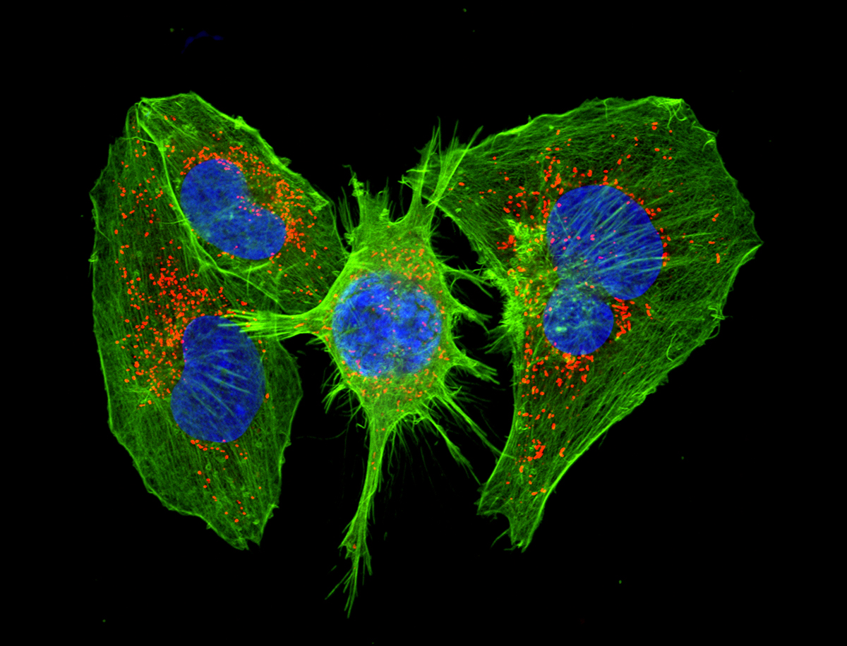 designated cancer center