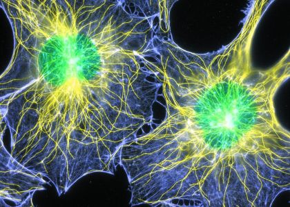 University of Pennsylvania Biomedical Graduate Studies